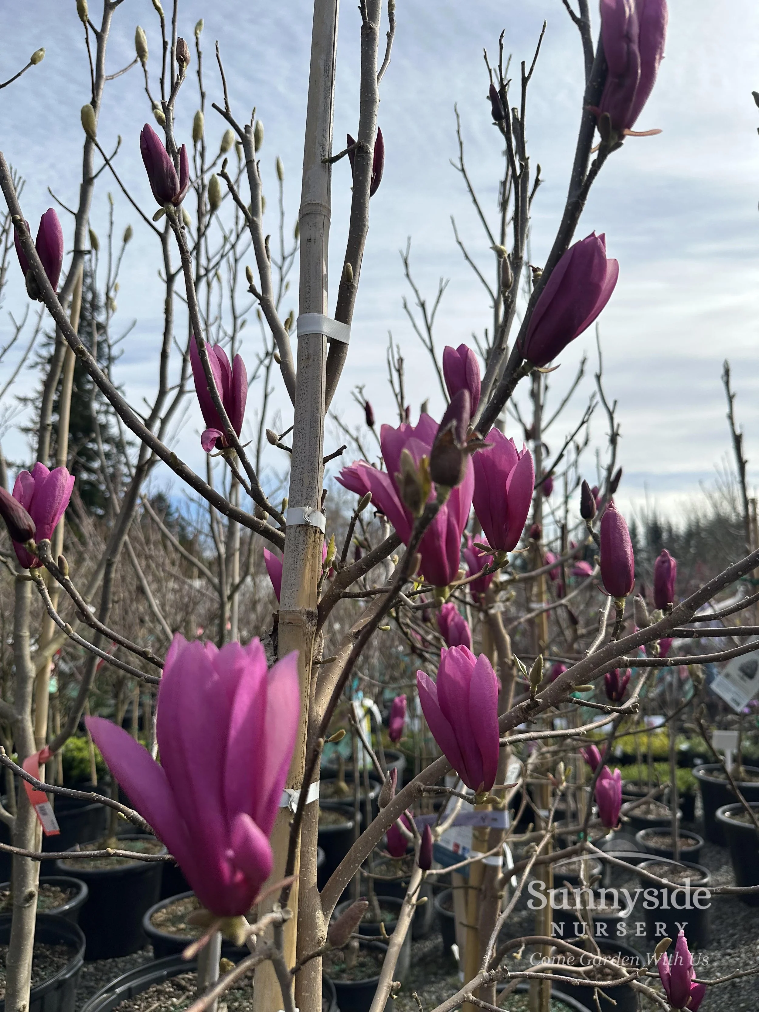 Magnolia Trees — Sunnyside Nursery